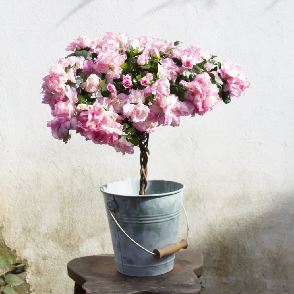 Azalea Braided Tree - The Sun Grove