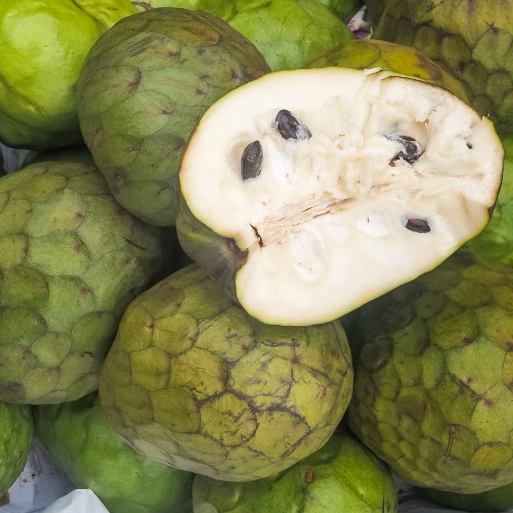 Cherimoya - Image 2
