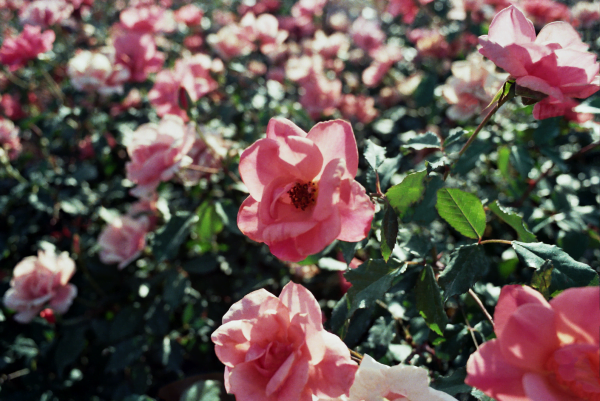 The Resilient Beauty of Knock Out® Roses - The Sun Grove