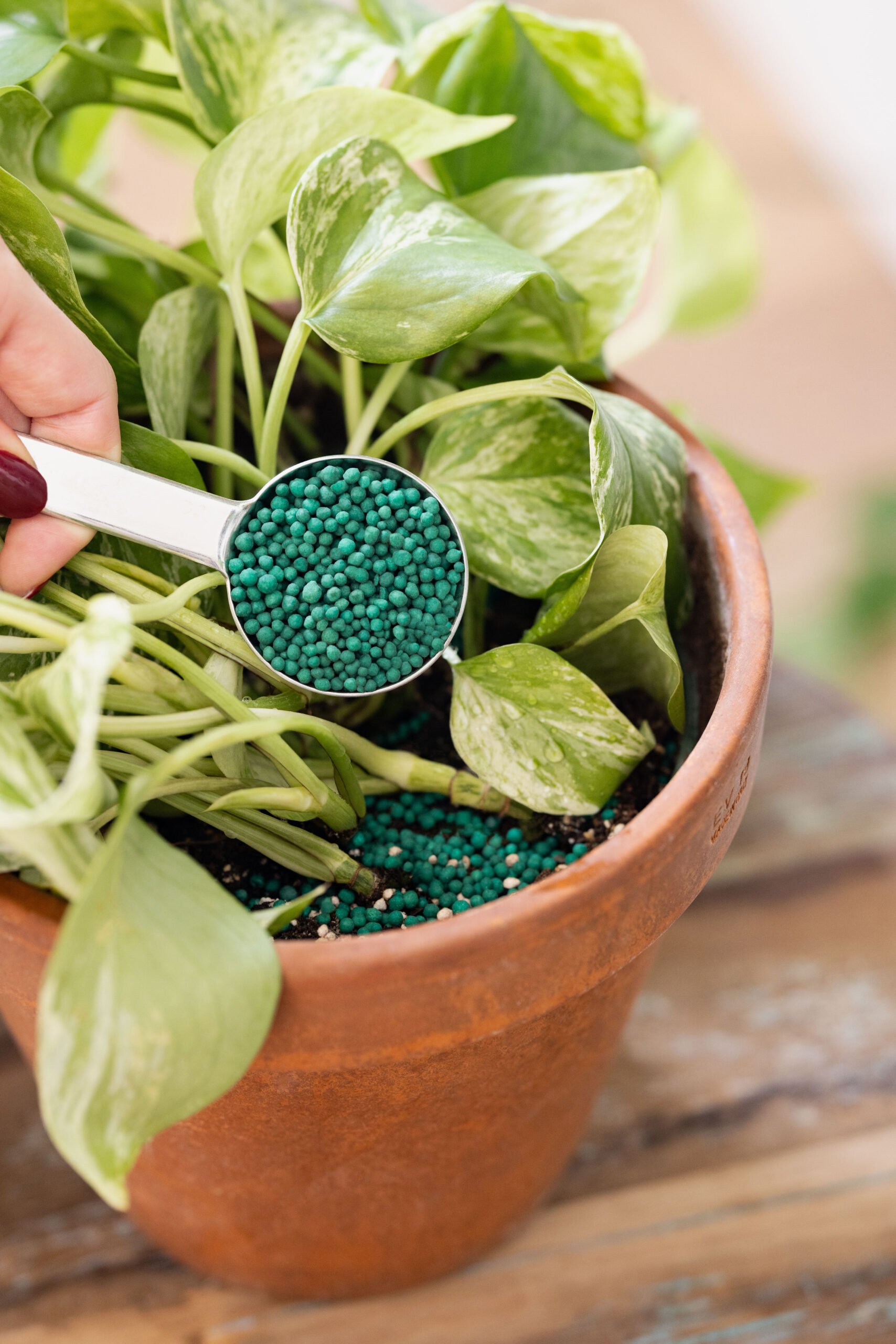 Person fertilizing plants in a garden, using a handheld spreader to evenly distribute fertilizer granules around various green plants. The scene depicts a sunny day with a clear blue sky, showcasing healthy, flourishing garden vegetation, emphasizing proper plant nutrition and garden care.