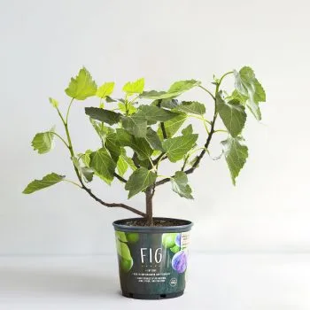 Fig