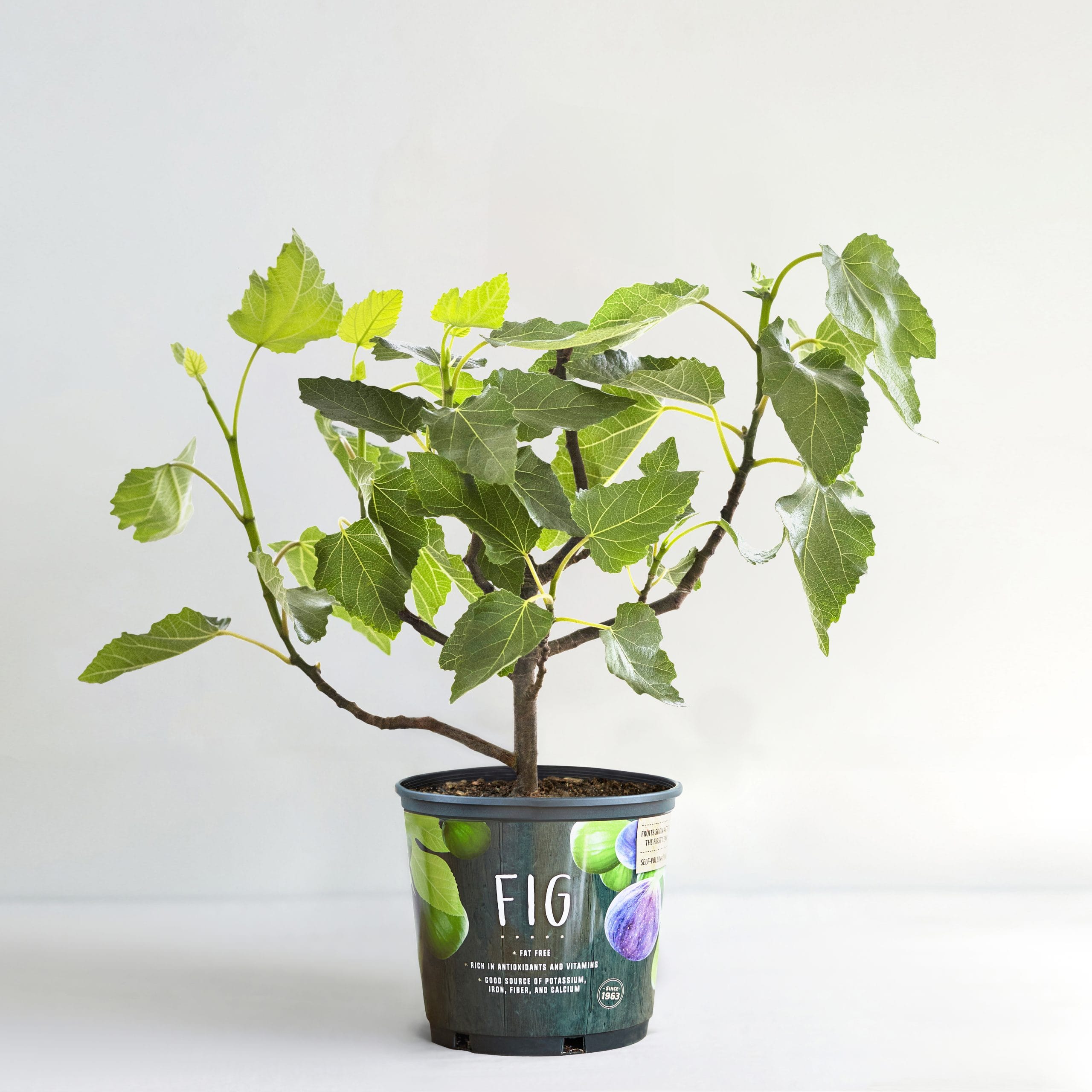 Fig Product