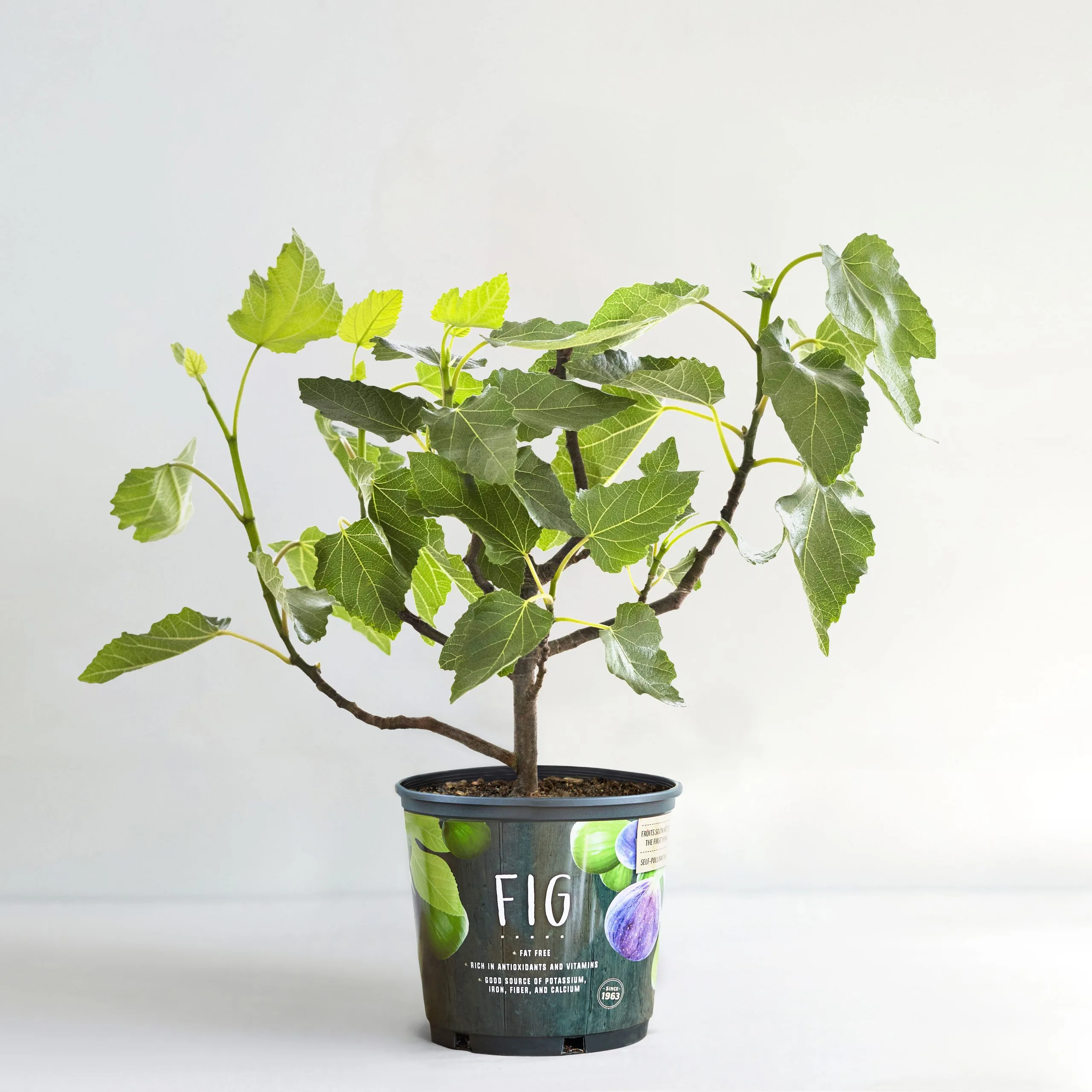 Fig Tree