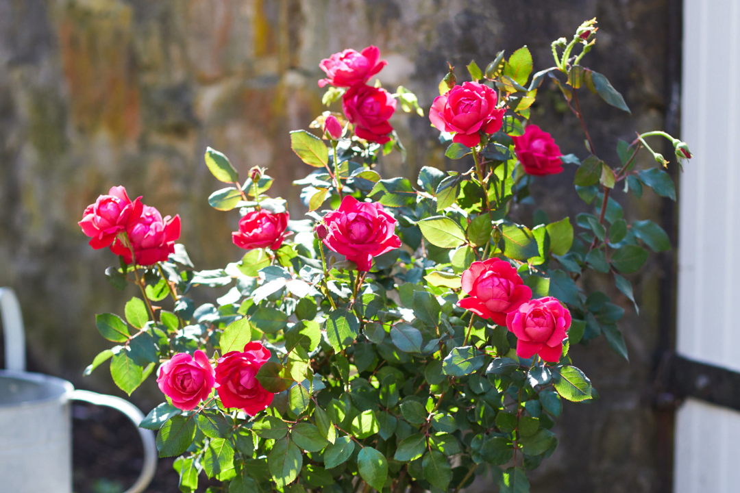 The Resilient Beauty of Knock Out® Roses - The Sun Grove