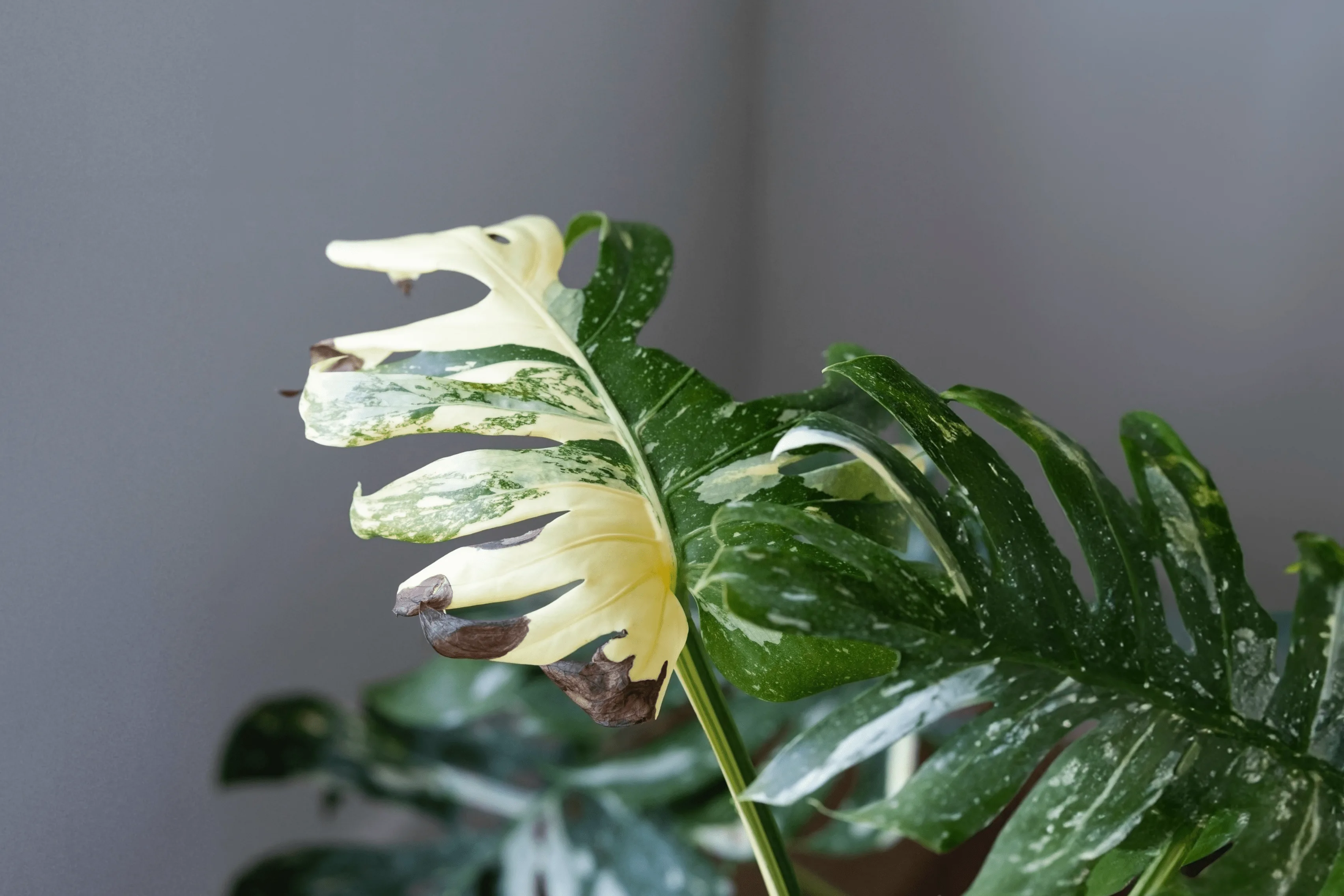 philodendron hastatum kaufen Philodendron hastatum Silver Sword — Ecuagenera Orquídeas del Ecuador