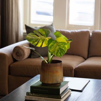 Monstera Aurea