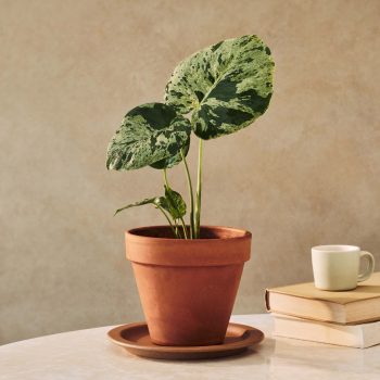 Monstera Bulbasaur