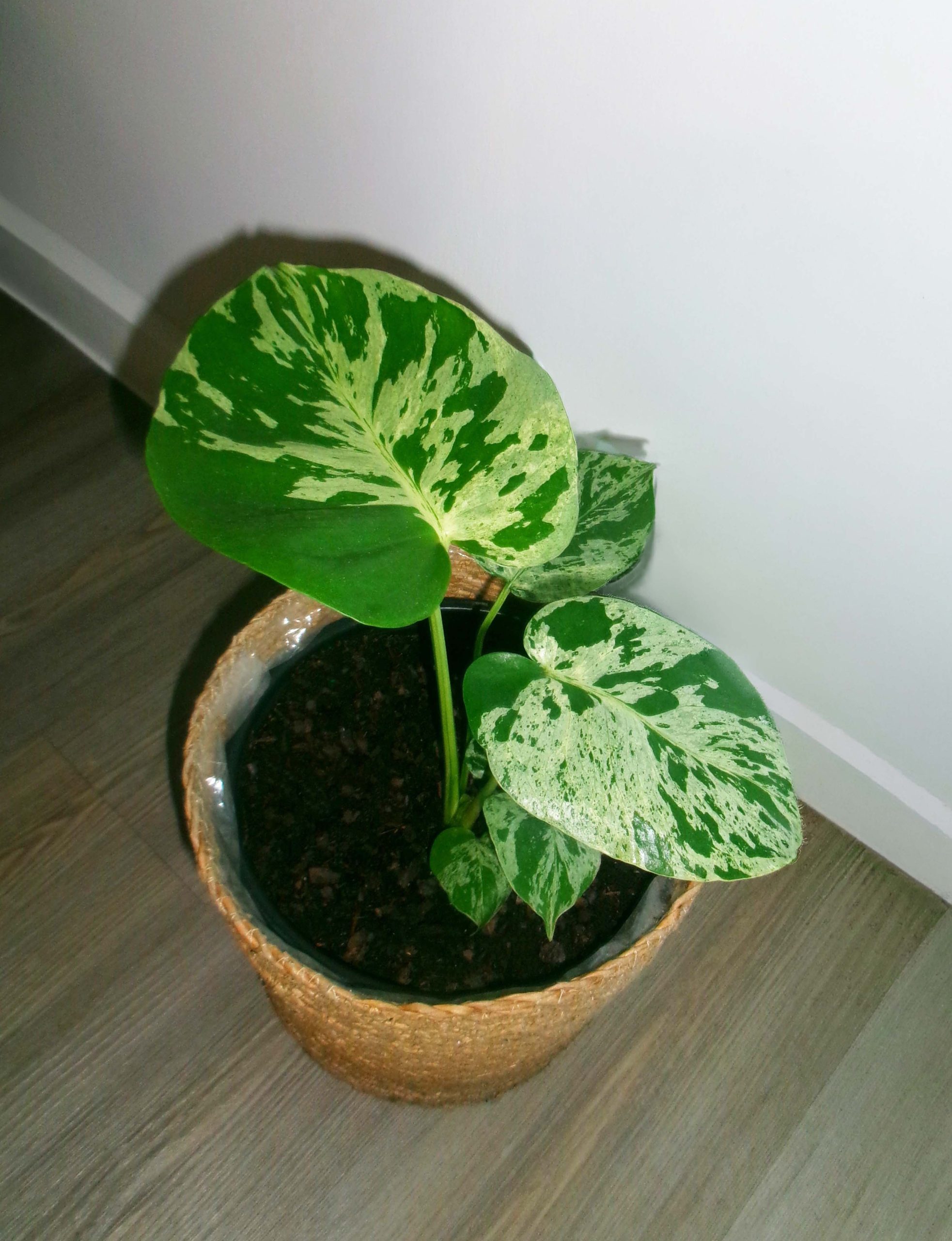 Monstera Bulbasaur - Image 2