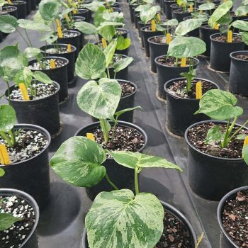 Monstera Vietciosa