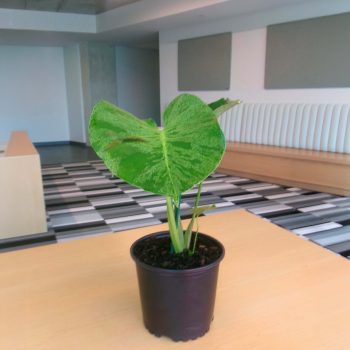 Monstera Vietciosa