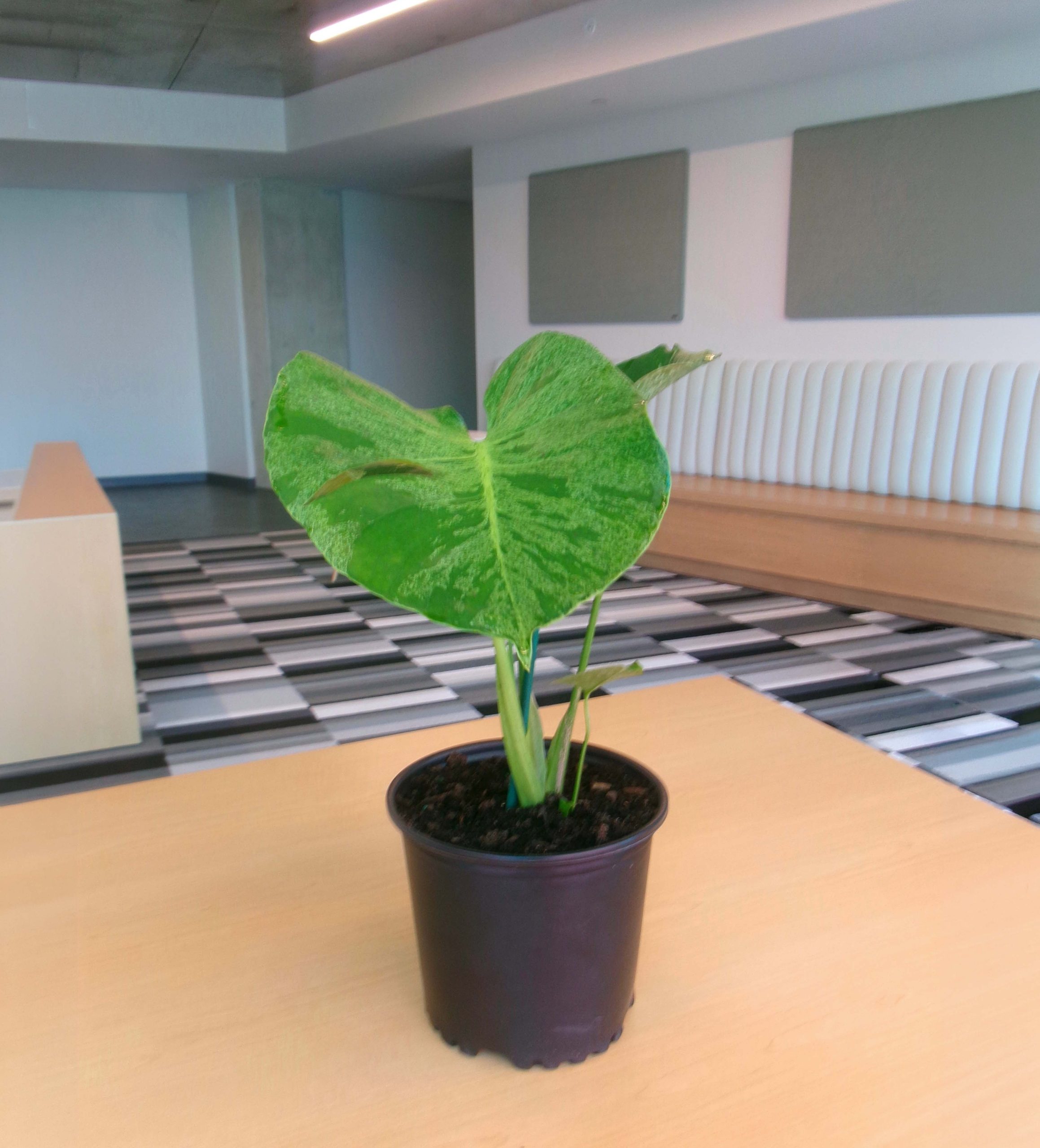 Monstera Vietciosa