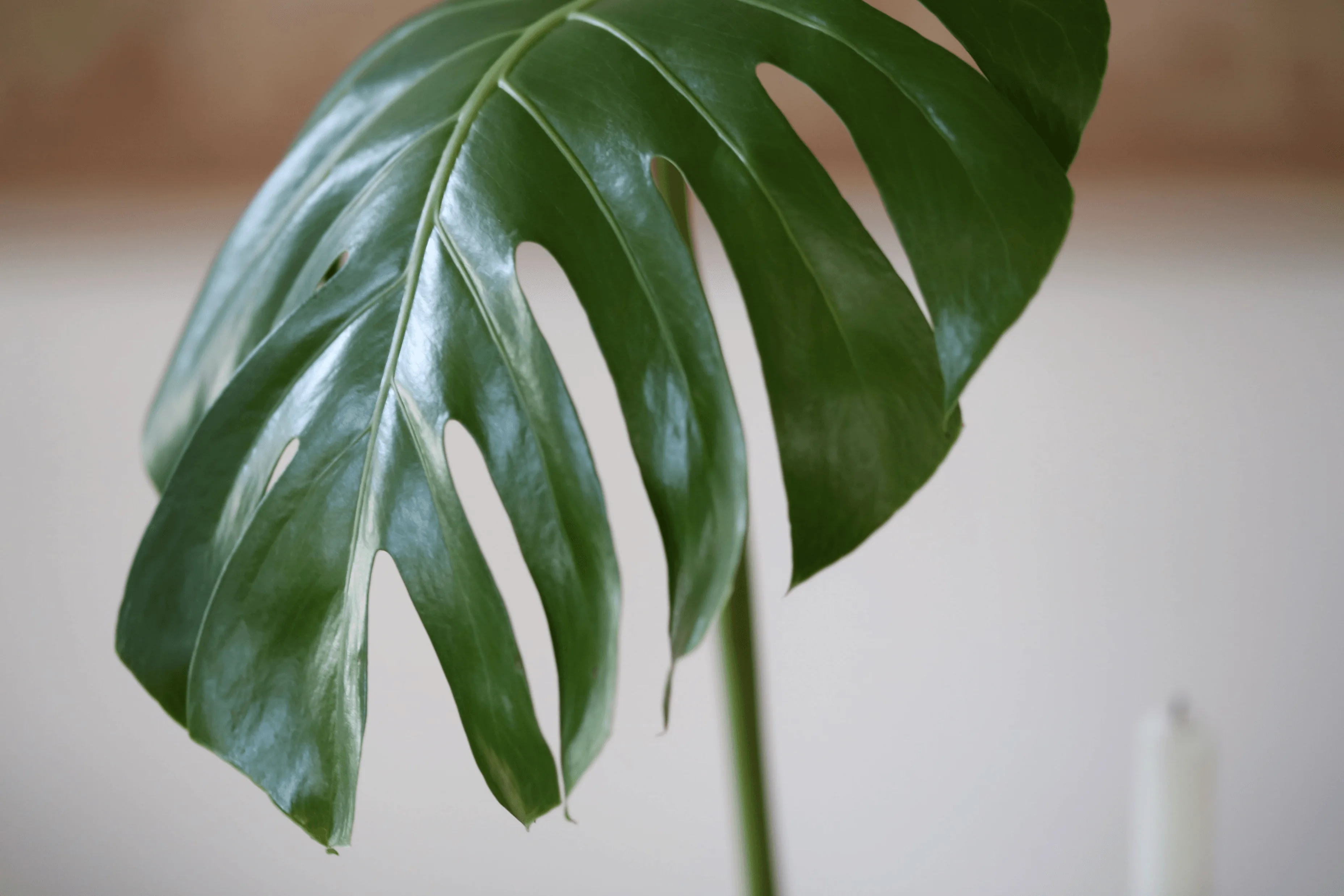 Monstera Signs of Distress (& When Not to Stress)