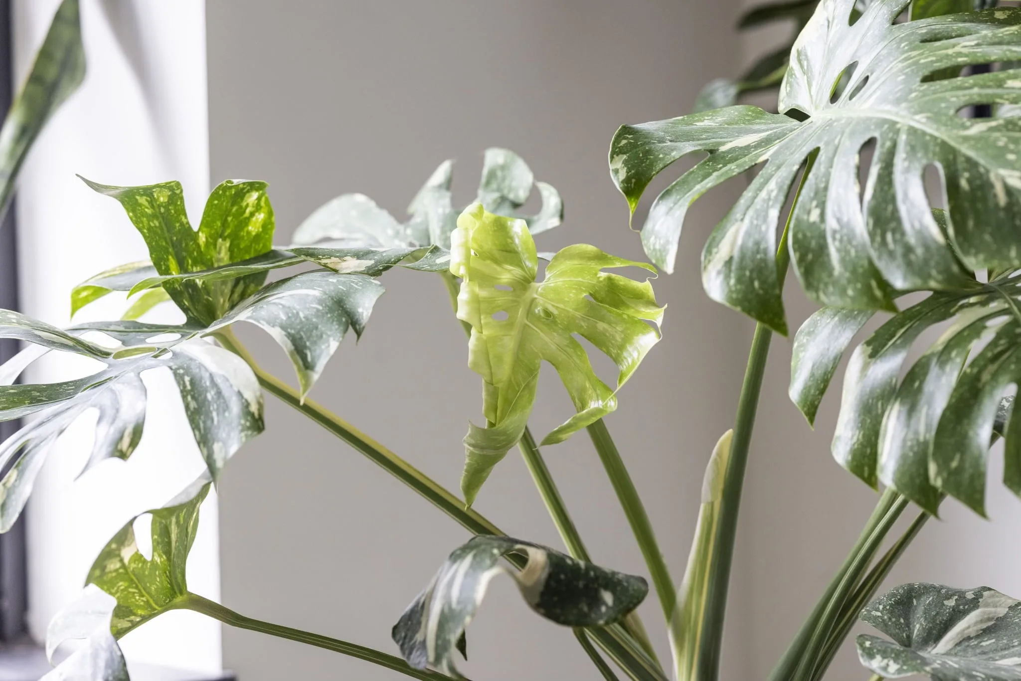philodendron birkin white measure pflege Philodendron Birkin – Greenspaces.id