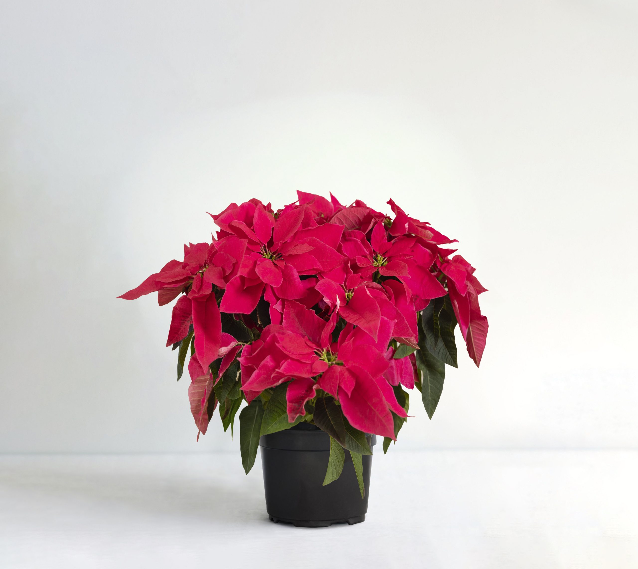 Queen Punch Poinsettia Grower Pot