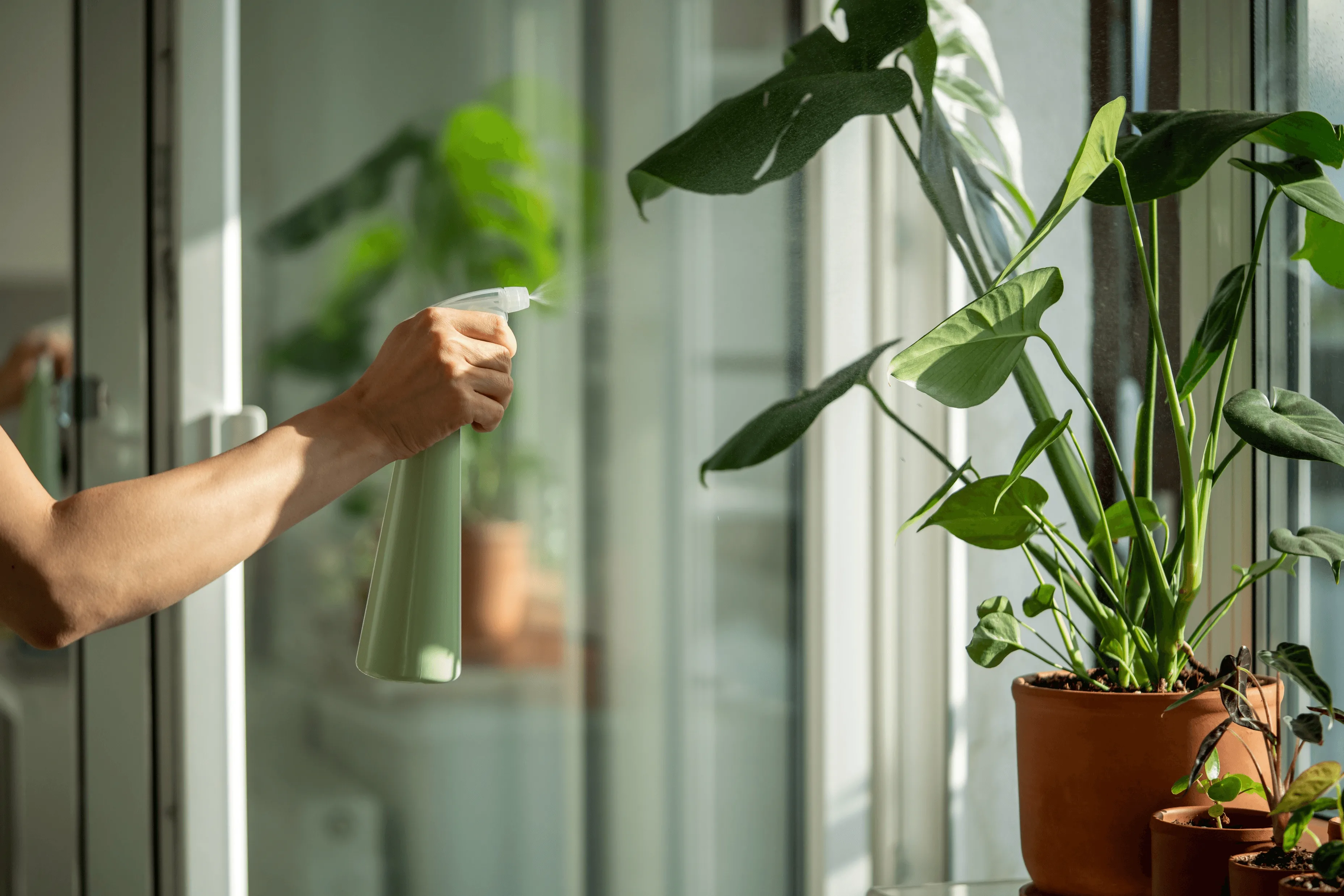 Monstera Signs of Distress (& When Not to Stress)