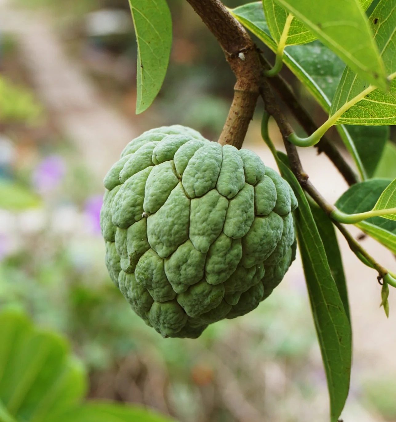 Sugar Apple - Image 2
