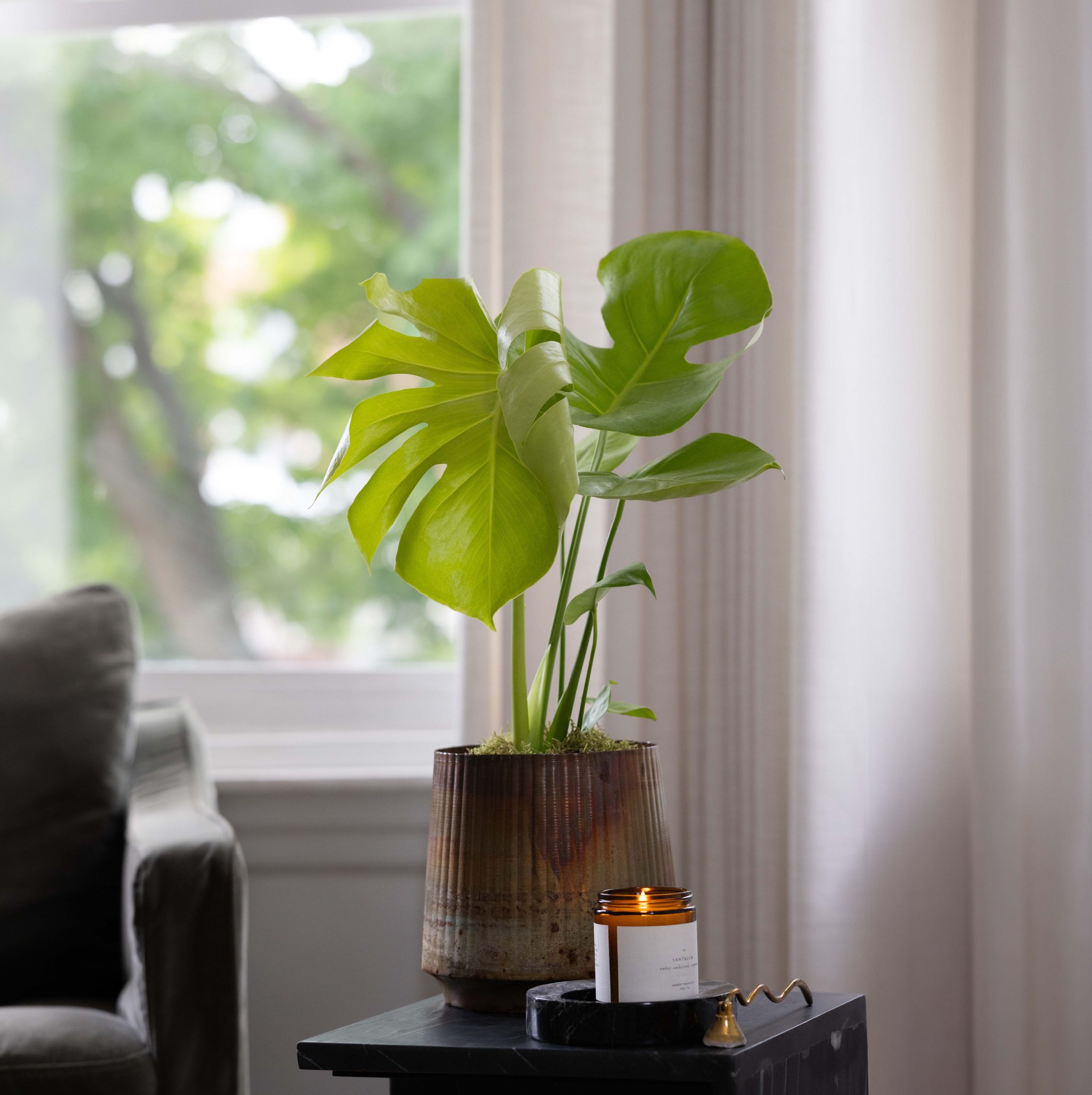 Monstera Super Golden - Image 2