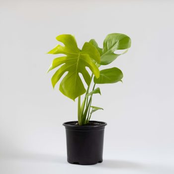 Monstera Super Golden