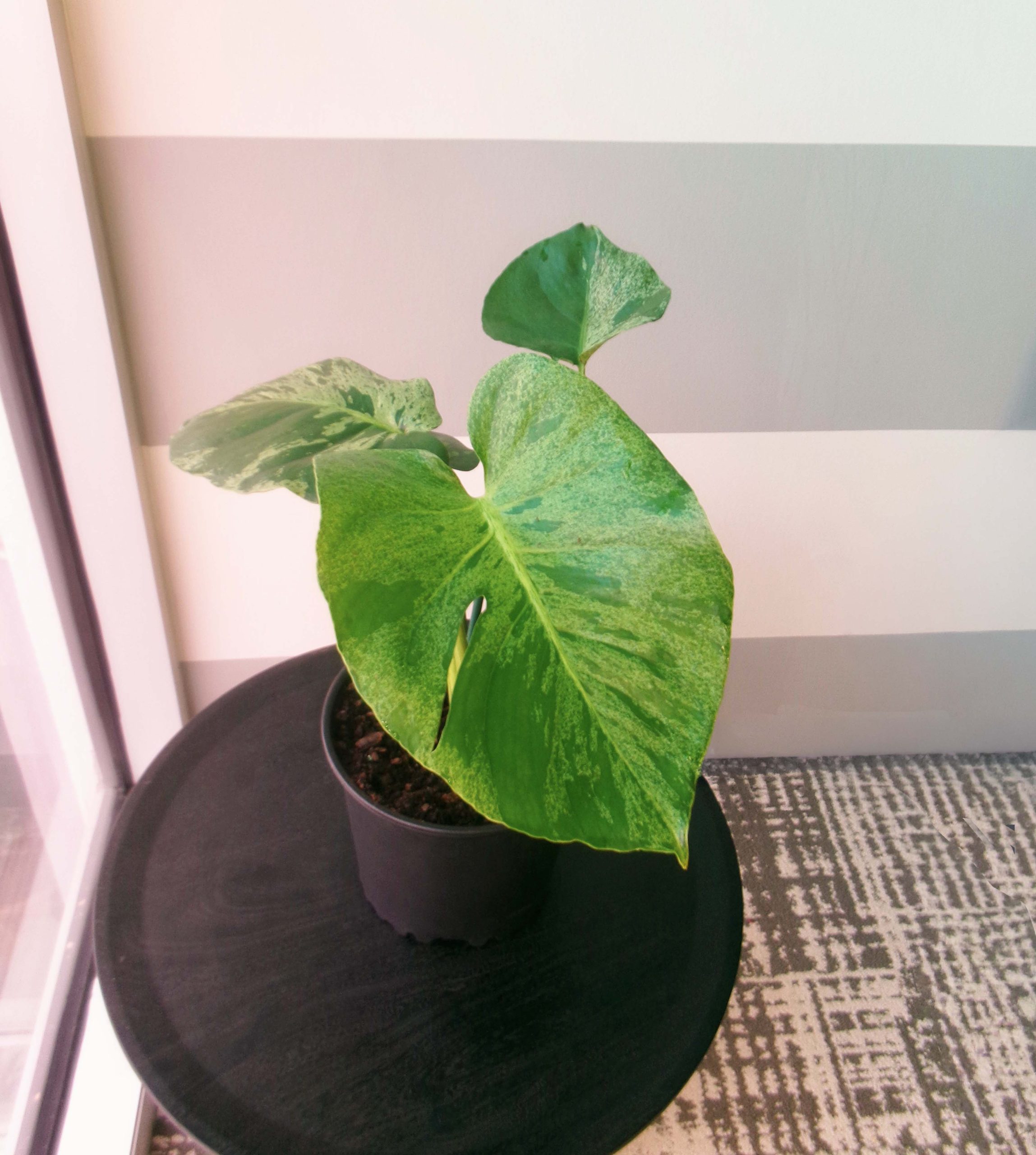 Monstera Vietciosa - Image 2