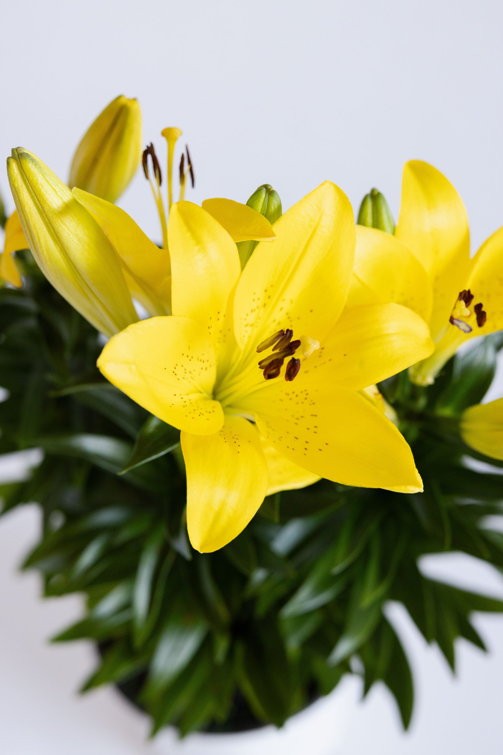 Hybrid Lily - Image 3