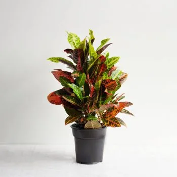 Croton
