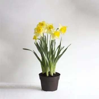 Daffodil