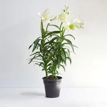 Easter Lily