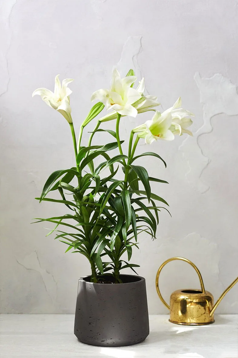 Easter Lily - Image 2