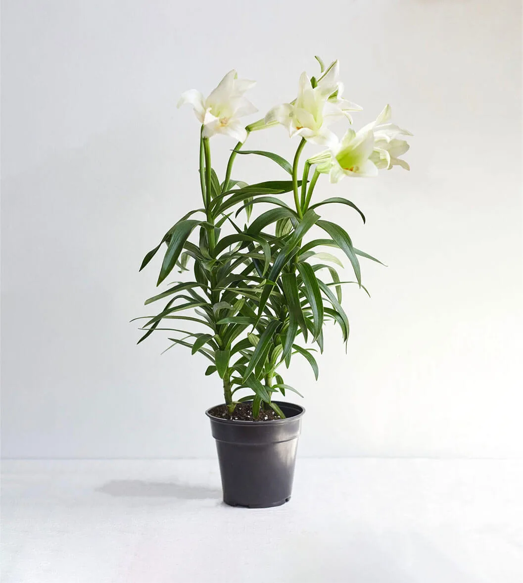 Easter Lily