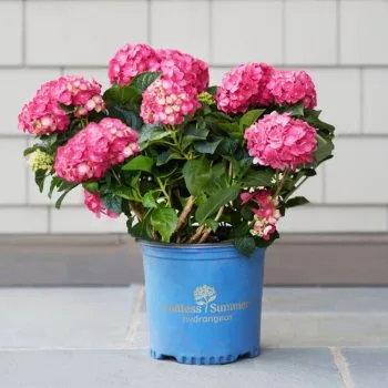 Endless Summer® Hydrangea