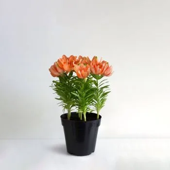 LA Hybrid Lily