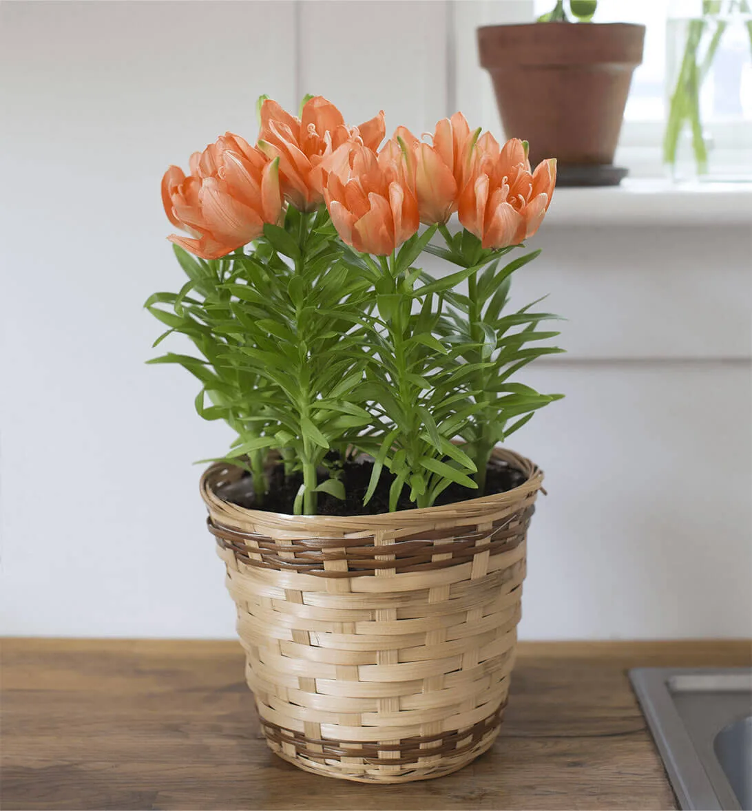 LA Hybrid Lily - Image 2
