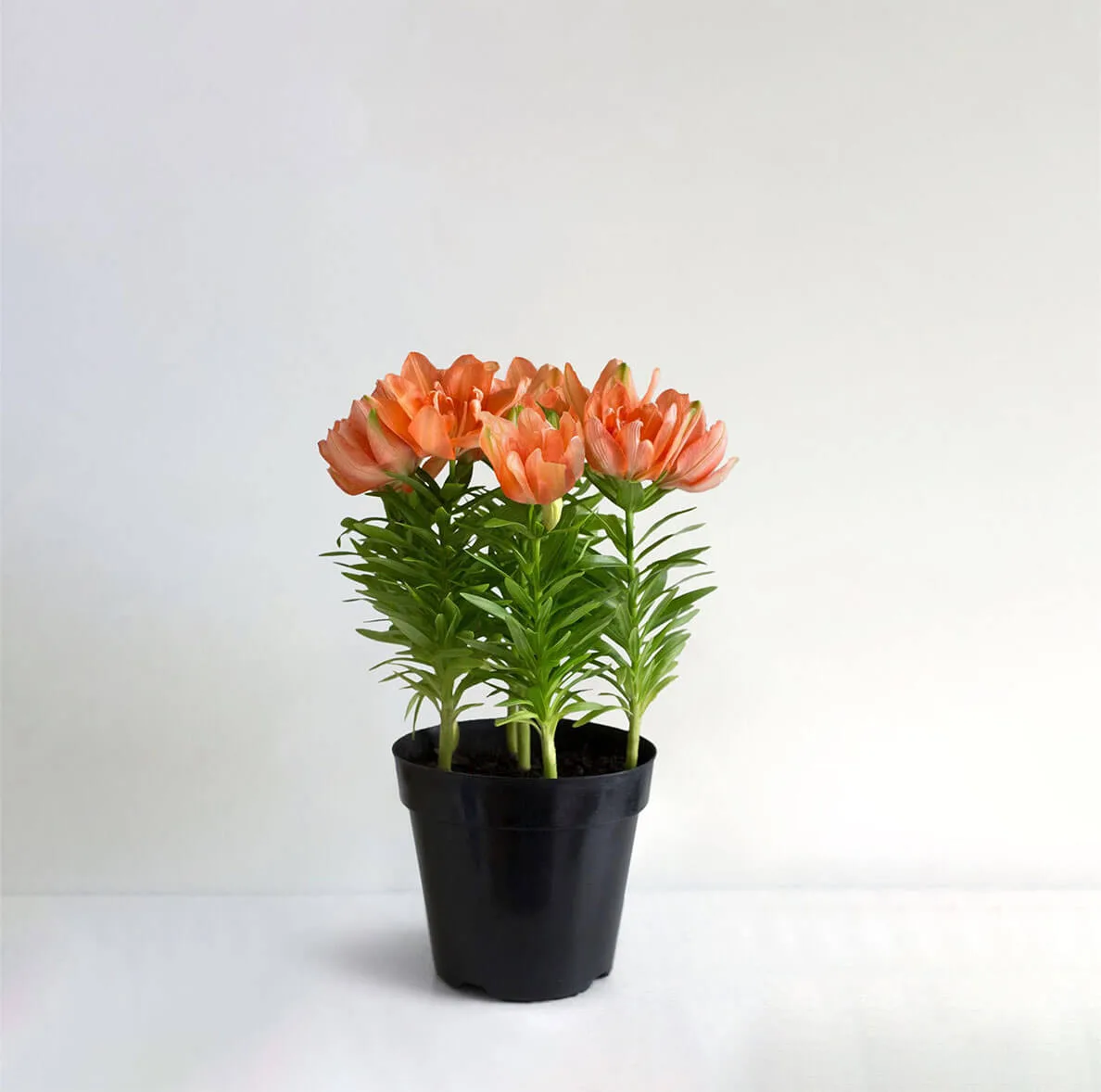 LA Hybrid Lily