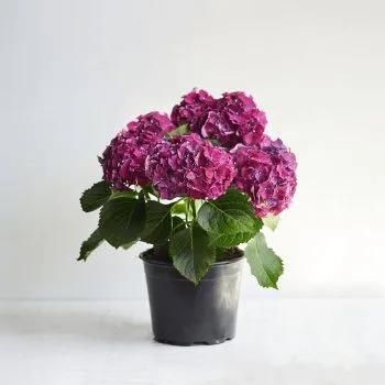 Hydrangea
