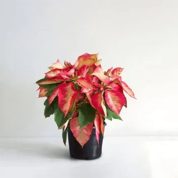 Ice Crystal Poinsettia