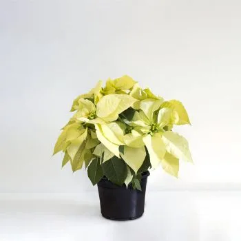 Ivory Poinsettia