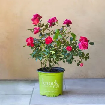 Knock Out® Rose