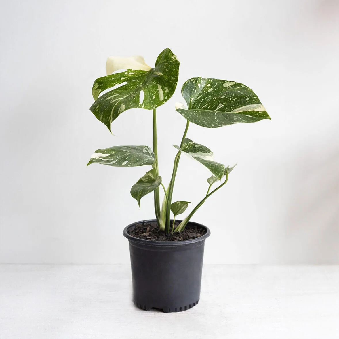 Monstera Thai Constellation