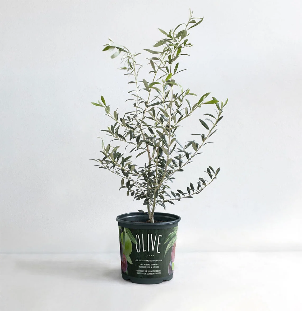 Arbequina Olive Tree