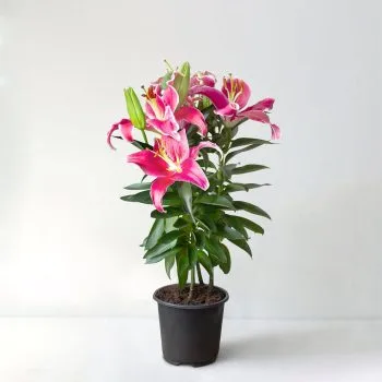 Oriental Lily