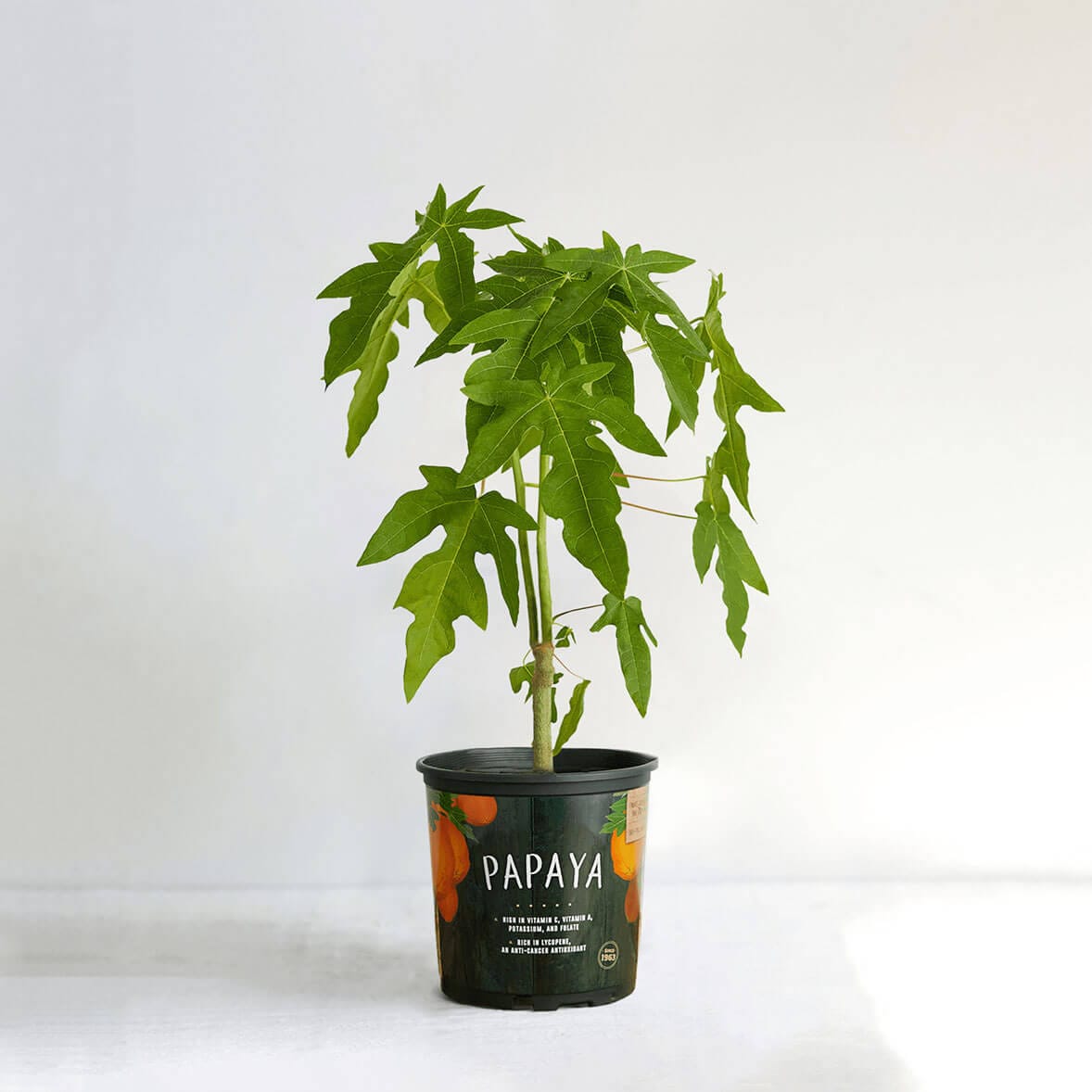 papaya
