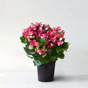 Begonia