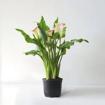 Calla Lily