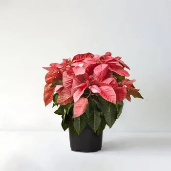Pink Poinsettia