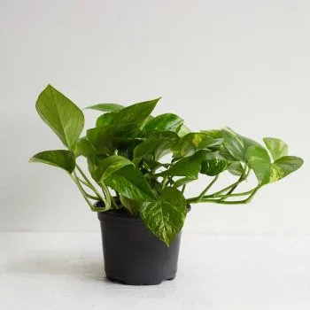 Drought Tolerant Plants - The Sungrove