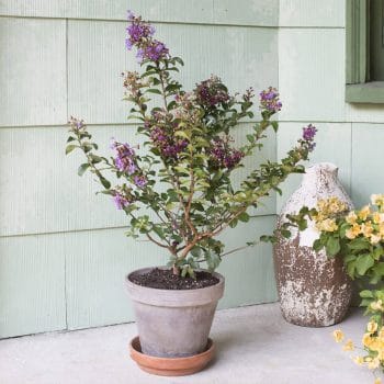 First Editions® Crape Myrtle Magic