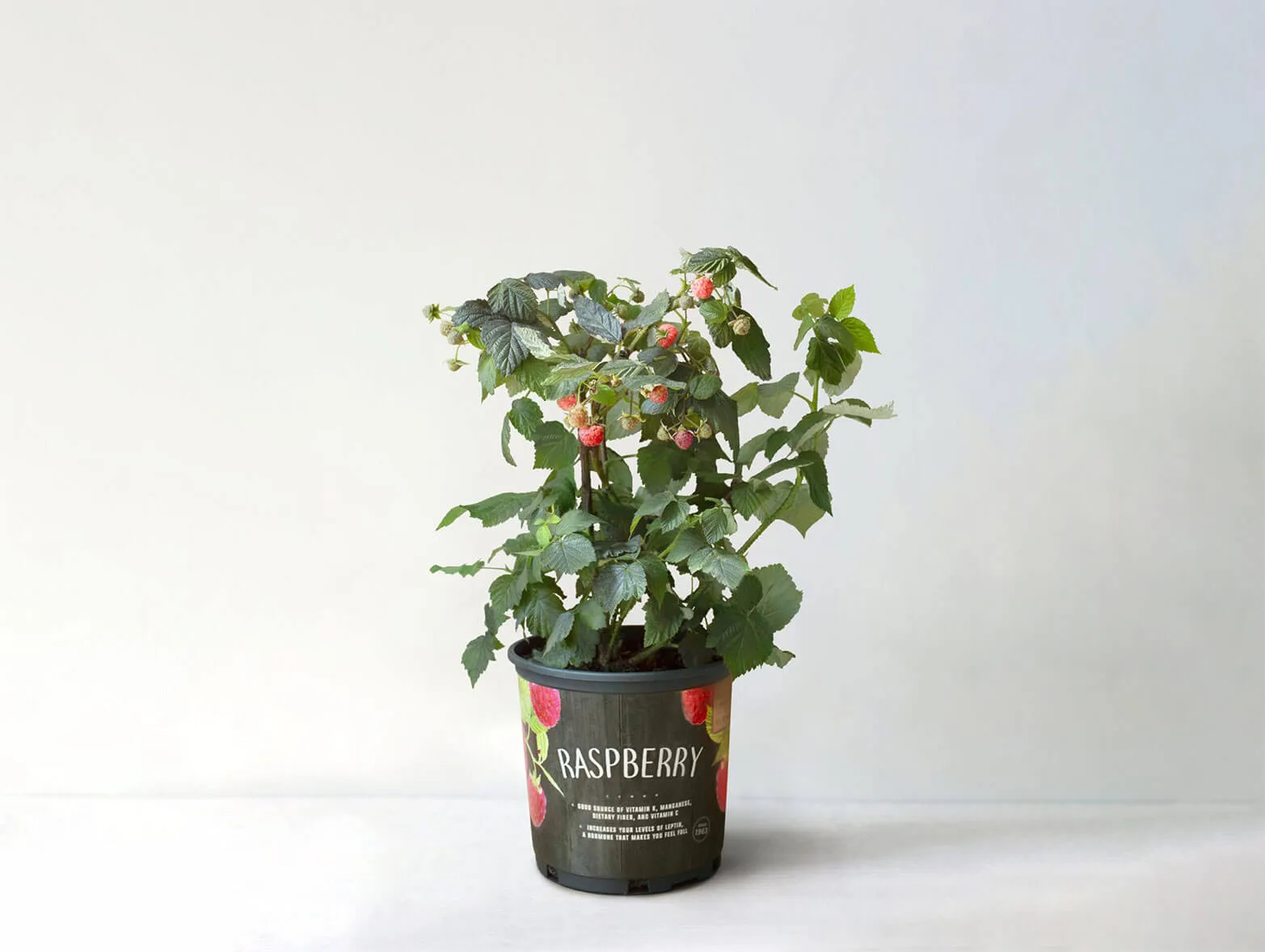 Heritage Everbearing Raspberry