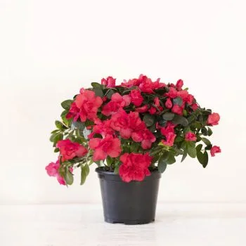 Azalea