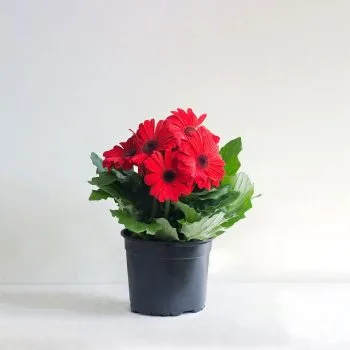 Gerbera Daisy