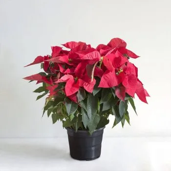 Red Poinsettia